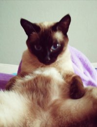 Уехала в отпуск, оставила кошку у друзей. На вопрос о ней, прислали это фото:) (это ещё бесстыжие моменты на фото обрезаны)