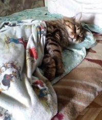 Мое устало и спит ;)