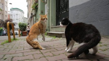 Очень колоритные уличные коты