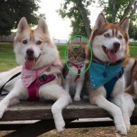 Нет слов ,всё видно по выражению морды