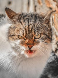 Очень колоритные уличные коты