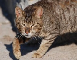 Очень колоритные уличные коты