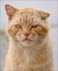 Очень колоритные уличные коты