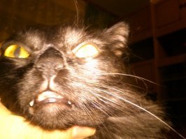 вот моя котейка