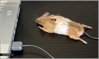 Жаль, что мышка борщ не умеет варить и в постели как-то не очень