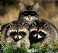 Свой среди чужих