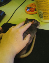 не той стороной держит, кабелем вверх надо