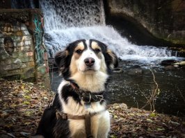 Морда у собакена прикольная! :)