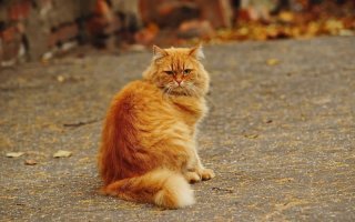 Для меня колоритный уличный кот - это солидный поджарый размер, наглый взгляд... :)