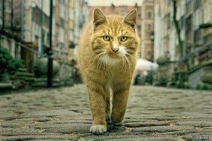 Для меня колоритный уличный кот - это солидный поджарый размер, наглый взгляд... :)