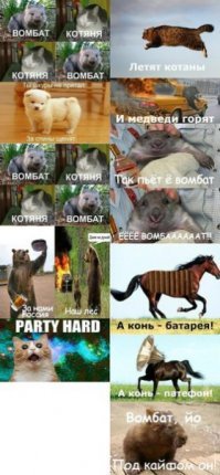 Открытие века: ученые выяснили, почему вомбат какает кубиками