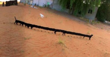 Чёта животинок маловато!;)