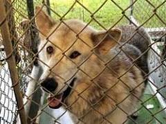 Добрый вечер в хату.