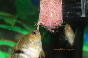 у тех у кого есть аквариум прекрасно знают что это, это червяки  ТРУБОЧНИК, оч. хороший и питательный живой корм для рыб. Добывают его из илистого дна неглубоких речушек, путем промывания ила в емкостях с разной степенью просвета сетки. Добытый трубочник собирается вот в такие клубки и делает колыхающие движения задней частью своего тела, таким методом червь добывает себе растворенный в воде кислород. Держат его в емкостях с холодной водой с частой ее подменой , можно на нижней полке холодильника. Рыб лучше кормить через 2-3 дня после его добычи из водоема , за это время его кишечник опорожняется от ила коим он и питается ... вот и весь монстр