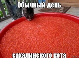 В России резко подешевела красная икра