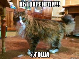 7 дней кота в одиночестве