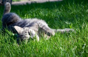 Фотик Кэнон 1Д икс - от 300000р
по моему у него еще 5д марк какой-то, где-то 130000-150000р
объектив 70-200 ф2,8л от 100000р
объектив 100-400 ф4.5л от 100000р
еще у него макро элька фикс я думаю тоже около 100000р
и я думаю у него это не единственные стекла. 

Я фоткаю на любительскую зеркалку Кэнон 550д с китовым объективом, новых таких нет б\у можно взять за 10000-15000 на авито.
фоткает вот так.