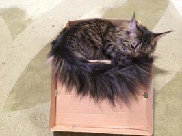 котЭ вообще специалисты по упаковке )))