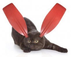 Он, таки, нашёл себе пару.