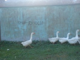 Женщина купила на ферму гусей, а те превратили её жизнь в ад