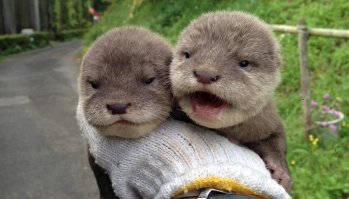 Такие симпатяги !

В начале марта в зоопарке города Хиракава, Япония, родились две выдры  оба мальчика. Dетеныши пищат, словно детские резиновые игрушки.