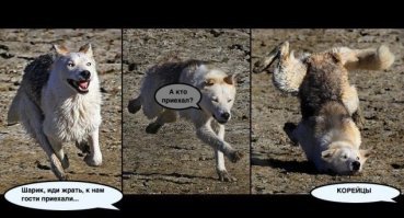 Власти Южной Кореи закрыли собачий дом смерти