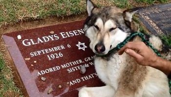 Собачьи демотиваторы