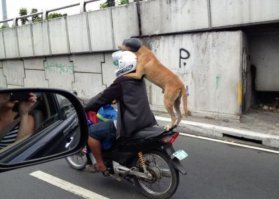 Собачьи демотиваторы