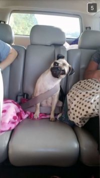 Эх, прокачусь!