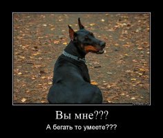 Собачьи демотиваторы