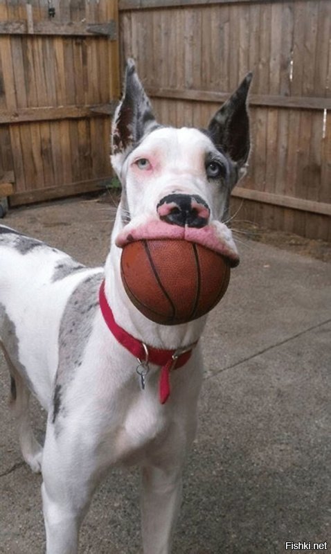 А если это натуральный баскетбольный мяч? Прикиньте, какая хлеборезка у этого псо!?