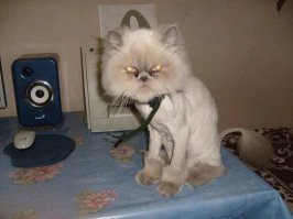 Красиво.., а где салон по такому изящному искусству . Кота моего подстригли не броско да к он ходит хмурый и злой. Вот он ... и что от него ждать?... ,   не знаю наверно что то задумал