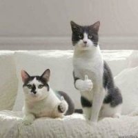 Прикольные и смешные картинки