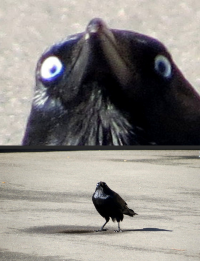 Прикольные картинки и всякие умные мысли