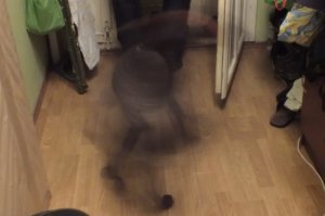 Мой курцхаар собирается на вечернюю прогулку: