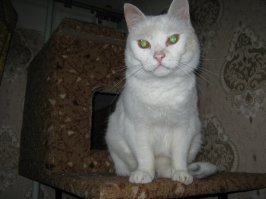 Привет от моего Матвея.
Тоже жена можно сказать спасла от смерти. Кто-то выбросил его на улицу и он замерзал в -35. Она его так же засунула в куртку и домой. Я с работы уже пришёл, помыл его и свозил к ветеринару. Вот уже 8 лет с нами живёт. Кот умница, не понятно почему его выгнали из дома.