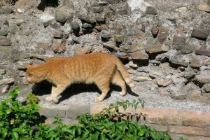 Мы тоже их видели