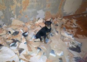 Мне так коты помогали с радостью отдирать старые обои. Потом была проблема объяснить коту, что новые обои не надо отдирать....