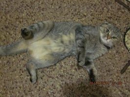 Моя. Подобрал 2 года назад скелетом.