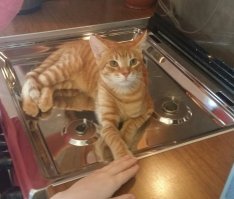 прям копия моего котэ