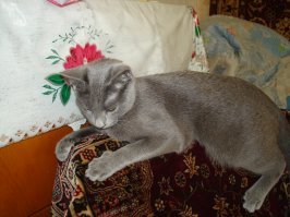 Русская голубая Кассандра.