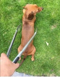 Тут у меня пост на собачью тематику. Но я обязательно посвящу отдельный пост кошачьей кулинарии.

.