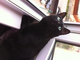 Вот наша Багира смесь курильского бобтейла