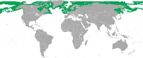 Да пожалуйста, во всех северных морях обитает.
Зелёный морской ёж, или обыкновенный морской ёж   широко распространённый вид морских ежей, обитающий в северных и бореальных морях Атлантического и Тихого океанов.

Или северная береговая линия уже не Сибирь? Бесят такие умники, иди географию учи.
Ареал обитания. И сам еж.