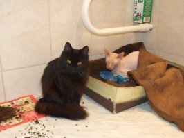а я для котов