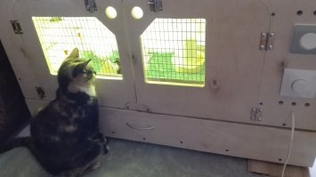 Моей кошке цыплята вообще все усы выщипали, поэтому мы их держали взаперти скорее не для их безопасности, а чтобы кошку не замучили и не загадили всё вокруг.