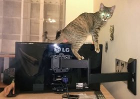 Наши вообще всегда учавствуют в рабочем процессе. Пока были мониторы дешёвые - не падали, а как купили побольше, да получше - уронили один. Хорошо, рядом со столом был стул, монитор на него упал. Мы решили их к стене прикрутить - и нам спокойнее и котикам нравится
Это я по поводу оптимизации рабочего места для котиков

Как только встаём с рабочего места, мыши рефлекторно прячем - просто устали покупать новые (за год эти хвосты "убили" штук 20 - просто скидывают на пол).