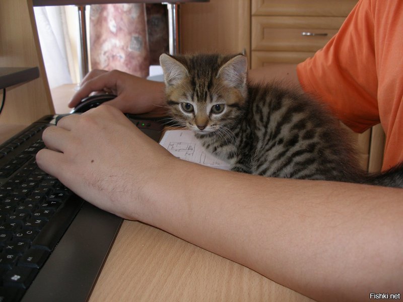 Японец показал, как он защищает компьютер от своей кошки