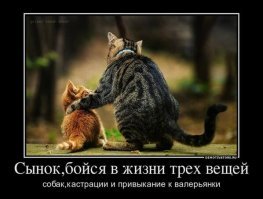 Наркотики для кошек