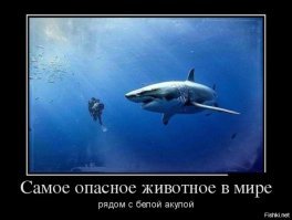 Акула вцепилась в голову дайвера на Багамах